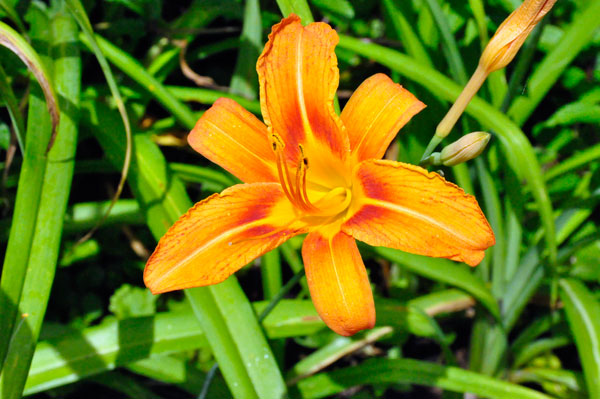 Flame Azalea Rhododendron